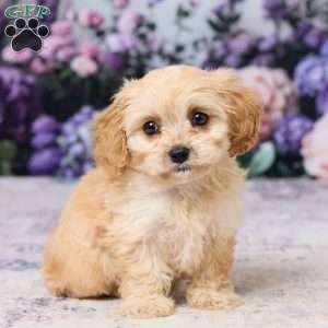 Asher, Cavachon Puppy